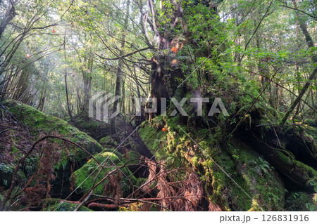 屋久島白谷雲水峡　木漏れ日と苔むす森(秋) 126831916