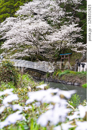 うららかな春日和に映える石橋と桜風景「豊かな田園風景の中にある神社と桜風景」(瀬田神社)大津町瀬田 126831925