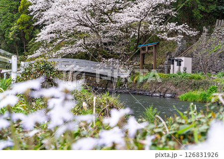 うららかな春日和に映える石橋と桜風景「豊かな田園風景の中にある神社と桜風景」(瀬田神社)大津町瀬田 126831926