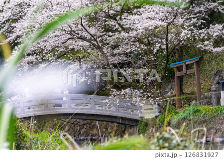 うららかな春日和に映える石橋と桜風景「豊かな田園風景の中にある神社と桜風景」(瀬田神社)大津町瀬田 うららかな春日和に映える石橋と桜風景「豊かな田園風景の中にある神社と桜風景」(瀬田神社)大津町瀬田 126831927