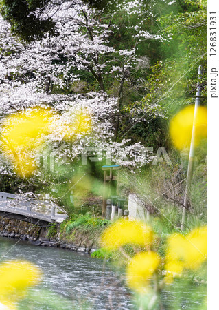 うららかな春日和に映える桜風景「豊かな田園風景の中にある神社と桜風景」(瀬田神社)大津町瀬田 126831931