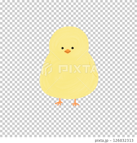 小雞面朝前方 126832313