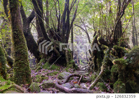 屋久島白谷雲水峡　苔が日本一きれいな森(秋 126832359