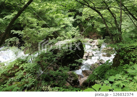 森の中を流れる小川 126832374