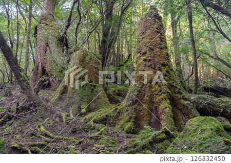 屋久島白谷雲水峡 苔が日本一きれいな森(秋 屋久島白谷雲水峡 苔が日本一きれいな森(秋 126832450
