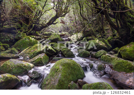 屋久島白谷雲水峡　神が宿る谷(秋 126832461