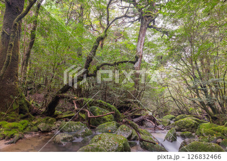屋久島白谷雲水峡　神が宿る沢(秋 126832466
