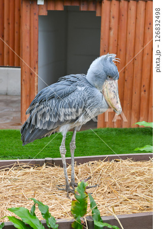 ハシビロコウ 126832498