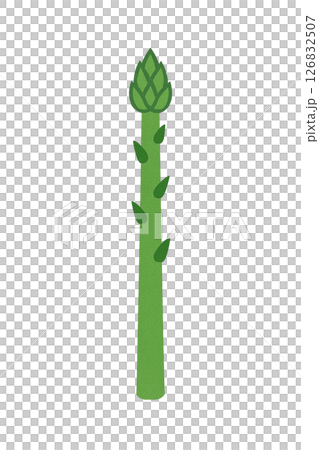 蘆筍插圖（扁平的綠色蔬菜） 126832507