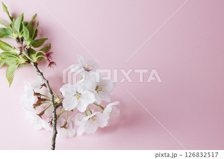 桜_ピンク背景 桜_ピンク背景 126832517