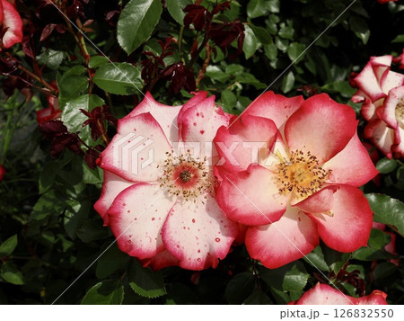 ベティブープ 126832550