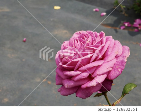 オールドポート 126832551