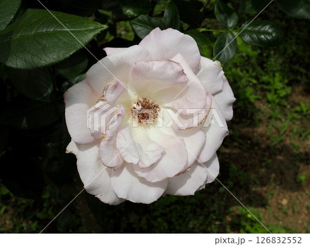 プロミス 126832552