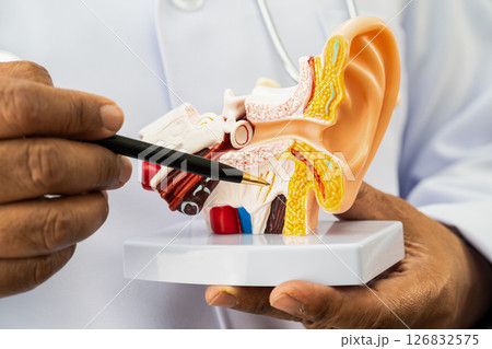 Asian doctor holding human ear model to learn and treat hearing loss in patient. 126832575