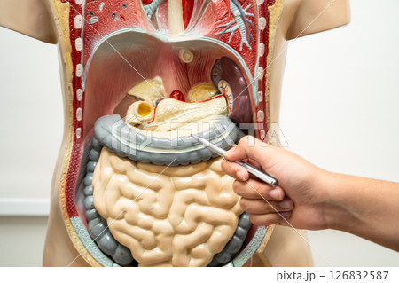 Student teenage learning anatomy biology with human body model in classroom at high school. Student teenage learning anatomy biology with human body model in classroom at high school. 126832587
