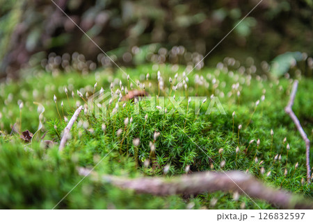 屋久島白谷雲水峡　きれいな苔と胞子(秋 126832597