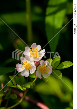 信濃川・やすらぎ堤の野薔薇の花 信濃川・やすらぎ堤の野薔薇の花 126832624
