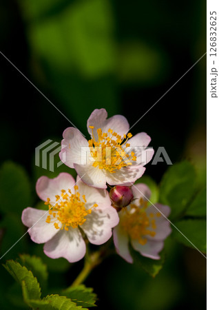 信濃川・やすらぎ堤の野薔薇の花 126832625