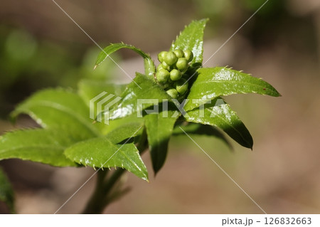 自然　植物　ミツバウツギ、四月。芽吹いた若葉の真ん中に蕾が覗いています 126832663