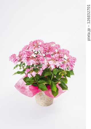 ピンク色のアジサイ 126832701