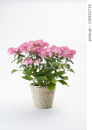 ピンク色のアジサイ 126832718
