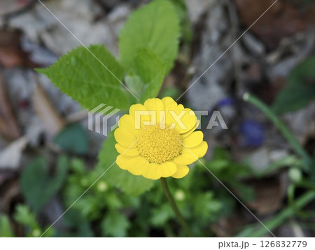 野草 126832779