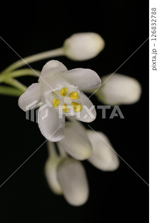 自然 植物 ミツバウツギ、初夏に咲く純白の花。萼片、花弁とも五枚で雄しべも五本です 自然 植物 ミツバウツギ、初夏に咲く純白の花。萼片、花弁とも五枚で雄しべも五本です 126832788