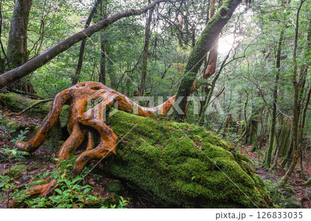 屋久島白谷雲水峡　ヒメシャラと苔むす森(春 126833035
