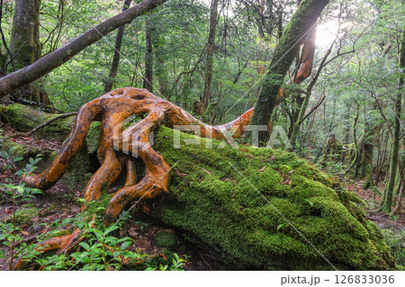 屋久島白谷雲水峡　ヒメシャラと苔むす森(春 126833036