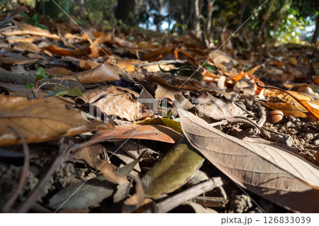 冬の公園の落ち葉 126833039