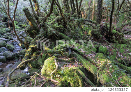 屋久島白谷雲水峡 木漏れ日と苔むす森(春 屋久島白谷雲水峡 木漏れ日と苔むす森(春 126833327
