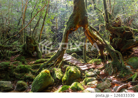 屋久島白谷雲水峡　木漏れ日と苔むす森(春 126833330
