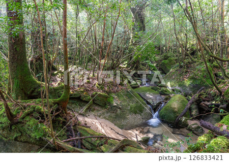 屋久島白谷雲水峡 木漏れ日と苔むす谷(春 屋久島白谷雲水峡 木漏れ日と苔むす谷(春 126833421