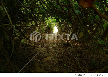 波照間島 ビーチへ抜ける茂みの中（沖縄県八重山諸島） 126833475