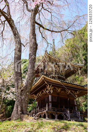春の吉野　如意輪寺多宝塔と枝垂れ桜　奈良県　 126833720