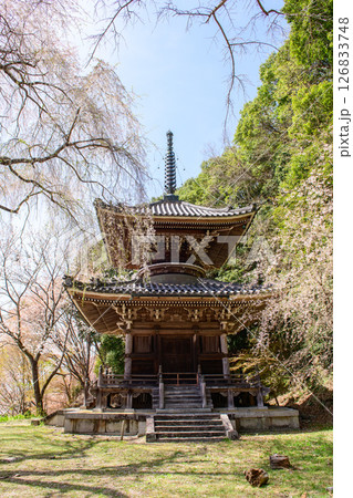 春の吉野　如意輪寺多宝塔と枝垂れ桜　奈良県　 126833748