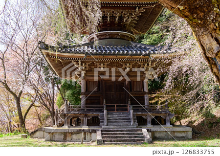 春の吉野　如意輪寺多宝塔と枝垂れ桜　奈良県　 126833755