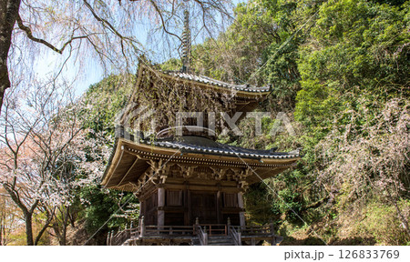 春の吉野 如意輪寺多宝塔と枝垂れ桜 奈良県 春の吉野 如意輪寺多宝塔と枝垂れ桜 奈良県 126833769