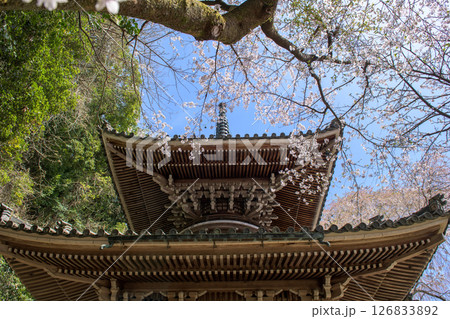 春の吉野 如意輪寺多宝塔と桜 奈良県 春の吉野 如意輪寺多宝塔と桜 奈良県 126833892