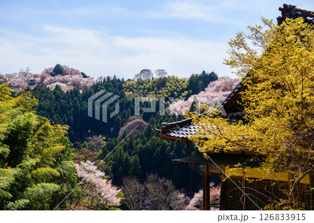 吉野　如意輪寺から観る中千本桜　奈良県　 126833915