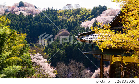 吉野 如意輪寺から観る中千本桜 奈良県 吉野 如意輪寺から観る中千本桜 奈良県 126833930
