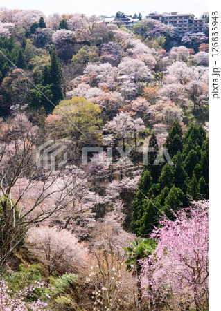 春の絶景　吉野、如意輪寺から観る中千本桜　奈良県　 126833943