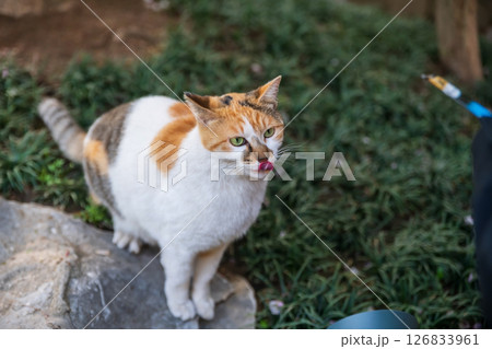 Cute stray tabby cat beg people to feed food at Longhua temple, Shanghai 126833961