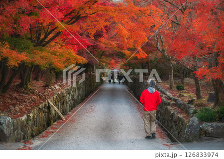 Old man through colorful maple leaf tunnel at Koshoji temple, Uji 126833974