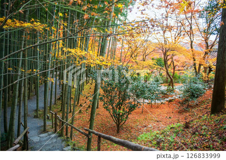 Bamboo forest and autumn foliage color at Enkoji temple, Kyoto 126833999