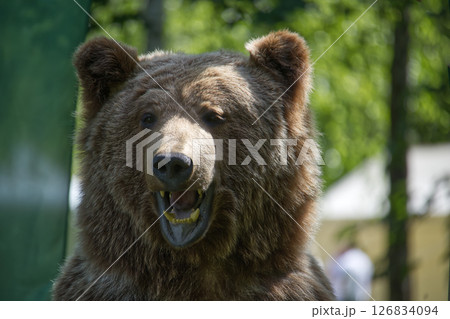 Grizzly Bear in Forested Environment Displaying Expressive Facial Features Grizzly Bear in Forested Environment Displaying Expressive Facial Features 126834094