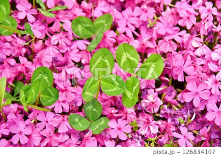 グランドカバープランツの芝桜の中にある緑色のクローバー 126834107