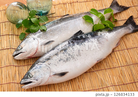 サクラマス サクラマス 126834133