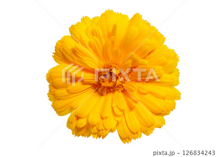 【カレンデュラ (キンセンカ)】 (深度合成) 126834243