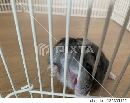 荒れ狂うハムスター 126835155